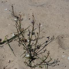 Nemesia bicornis