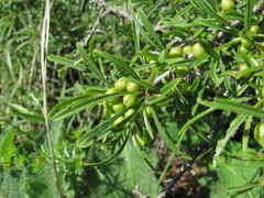 Rhamnus erythroxyloides