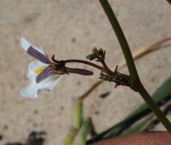 Nemesia bicornis