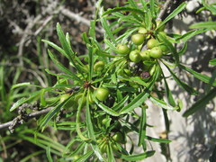 Rhamnus erythroxyloides