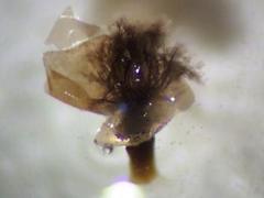 Prototrichia schroeteri