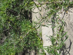 Rhamnus erythroxyloides