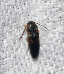 Ampedus areolatus
