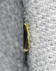 Eupteryx nigra