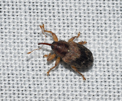 Lignyodes bischoffi