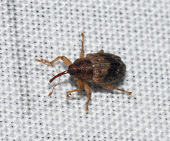 Lignyodes bischoffi