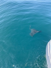 Pteroplatytrygon violacea