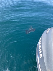 Pteroplatytrygon violacea