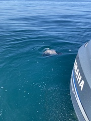 Pteroplatytrygon violacea