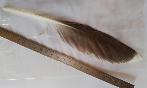 Plume de Goéland marin