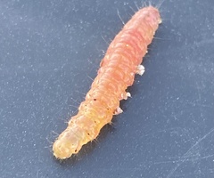 Litoprosopus coachella