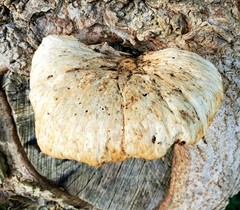 Cerioporus squamosus