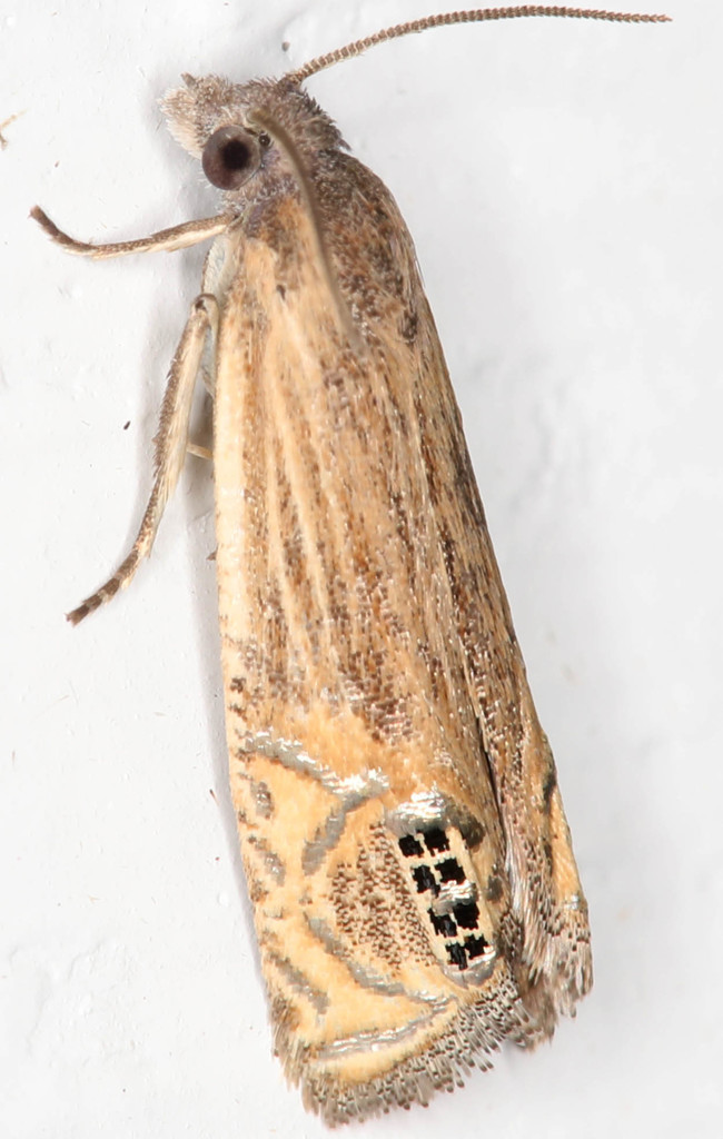 Eucosma