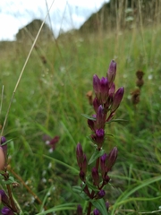 Gentianella amarella