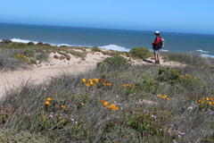 Cladoraphis cyperoides