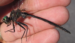 Somatochlora williamsoni