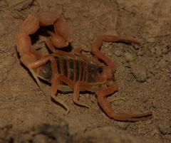 Parabuthus planicauda