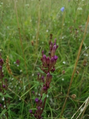 Gentianella amarella