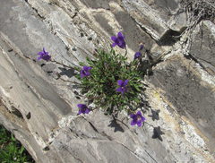 Campanula saxifraga