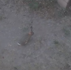 Sylvilagus audubonii