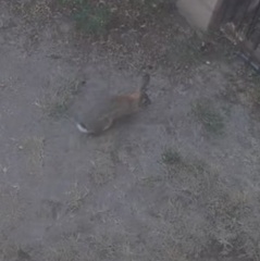 Sylvilagus audubonii