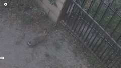 Sylvilagus audubonii