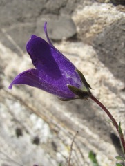 Campanula saxifraga