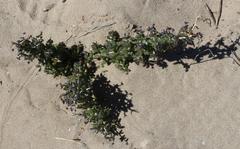 Lycium strandveldense