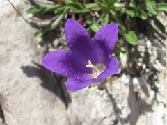 Campanula saxifraga