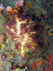 Chironephthya