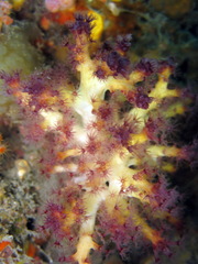 Chironephthya