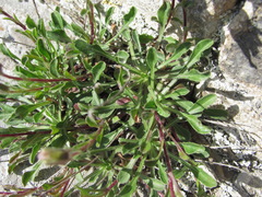 Campanula saxifraga