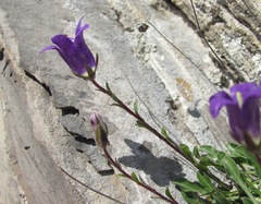 Campanula saxifraga