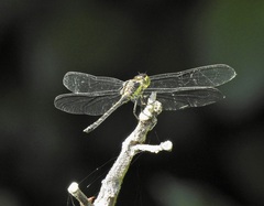 Agrionoptera longitudinalis biserialis