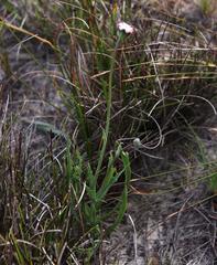 Othonna digitata