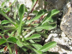 Campanula saxifraga