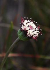Othonna digitata