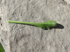 Campanula saxifraga