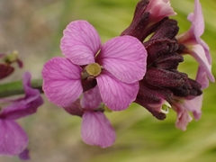 Erysimum linifolium