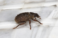 Cathormiocerus aristatus