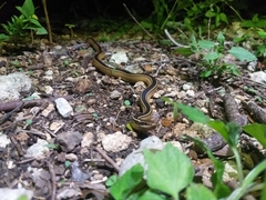 Coniophanes schmidti