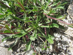 Campanula saxifraga