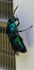 Chrysis angolensis