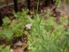 Epilobium obscurum