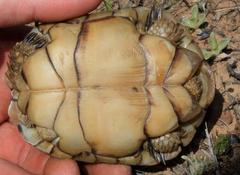 Greater Dwarf Tortoise photo 3