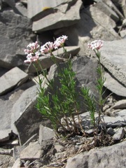 Asperula cristata