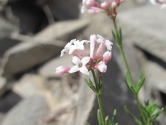 Asperula cristata