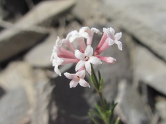 Asperula cristata