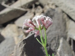 Asperula cristata