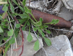 Campanula saxifraga
